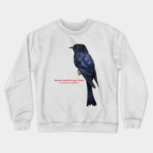 Square-tailed Drongo-Cucko | Surniculus lugubris Crewneck Sweatshirt